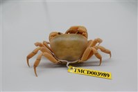 藏品(黃灰澤蟹)的圖片